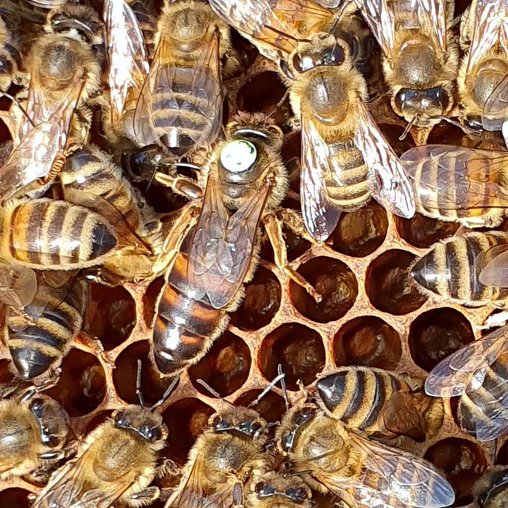 Pszczoła Primorska Tygrys