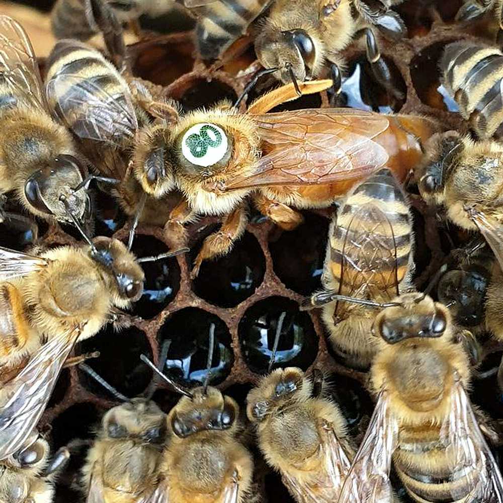 Matka pszczela Buckfast reprodukcyjna-hodowlana z trutowiska Koterka